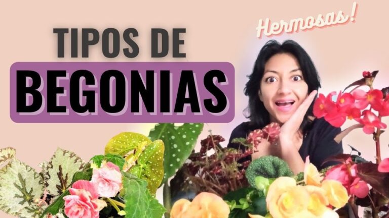 Guía completa de begonias: tipos y nombres