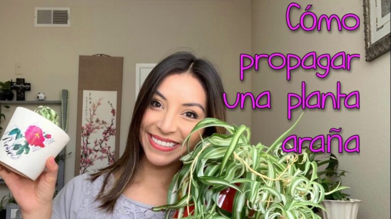 Cómo prevenir y tratar un brote de araña en plantas