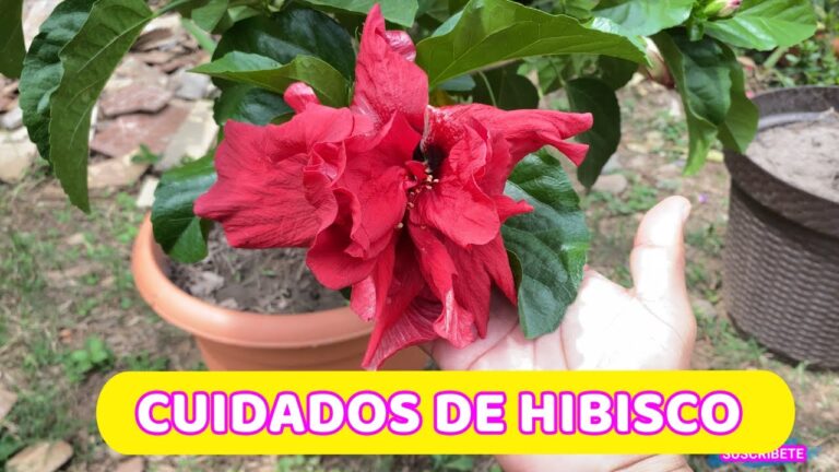 C&oacute;mo cuidar hibiscos en macetas