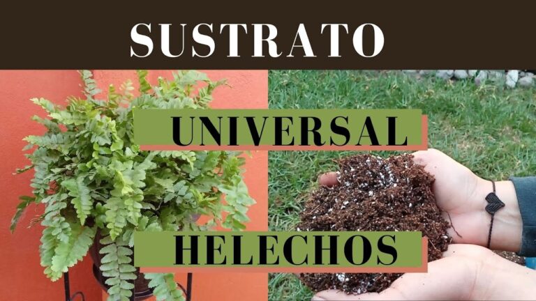 Sustratos Ideales para el Cultivo de Helechos