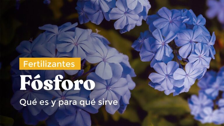 Guía completa sobre el uso de fósforo para plantas