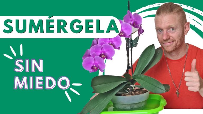 Gu&iacute;a para el riego de las orqu&iacute;deas