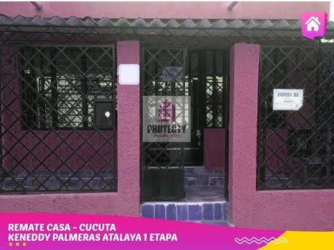 Consejos para comprar palmeras baratas