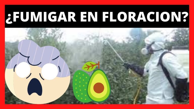 Fumigaci&oacute;n de naranjos en flor: &iquest;Es posible?