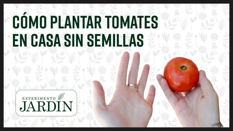 Plantar tomates en casa: m&eacute;todo sin semillas