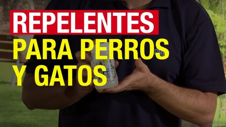 La citronela: peligrosa para los perros