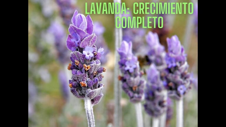Tiempo de crecimiento de la lavanda: Lo que debes saber