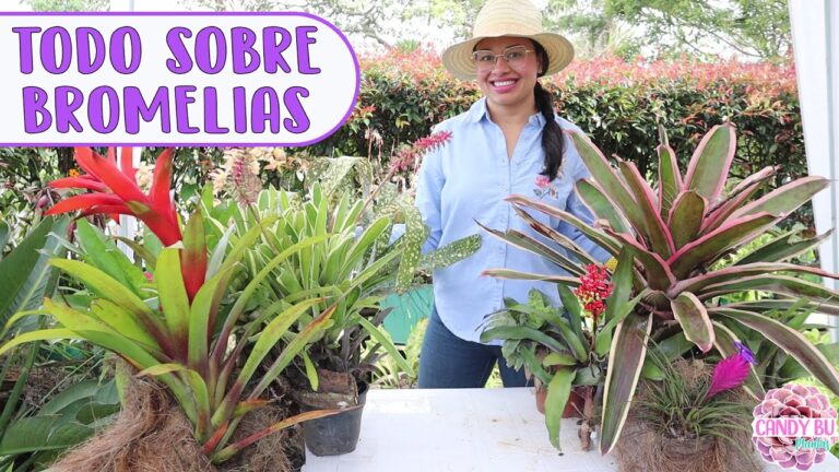 Composición Ideal para Bromelias