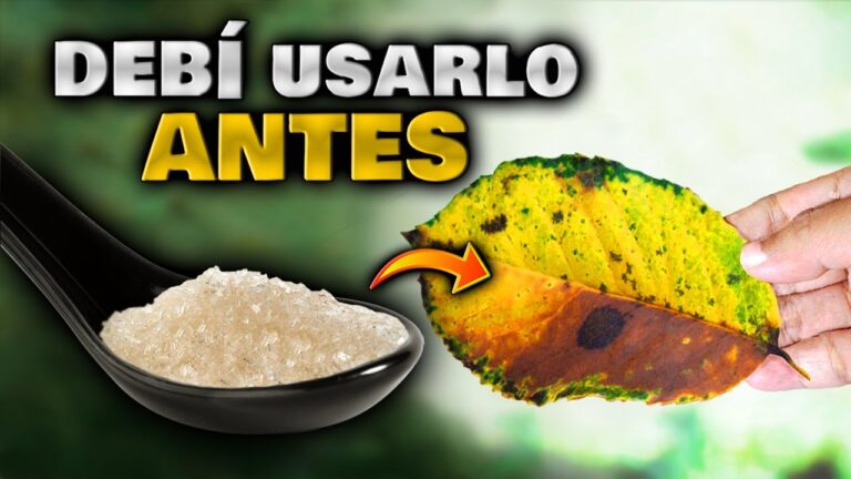 El secreto para revivir plantas con hojas amarillas
