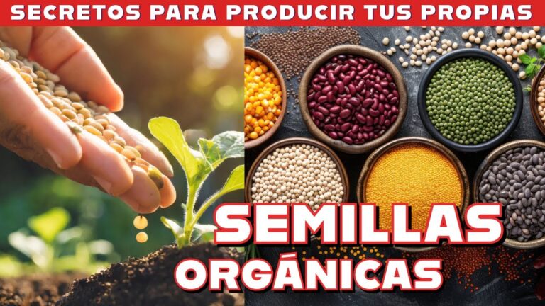 Semillas Ecológicas para tu Huerto: Cómo Cultivar de Forma Sostenible