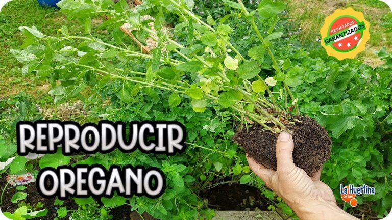 Guía completa de cuidados para la planta de orégano en floración