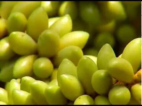 Beneficios y Cultivo de la Semilla de Palmera Areca