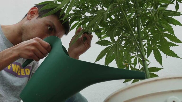 Frecuencia de riego para plantas de marihuana en exterior