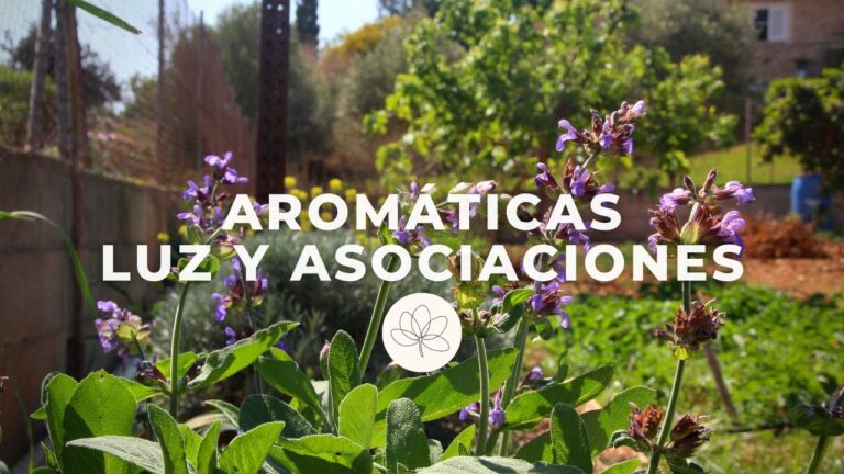 Plantas aromáticas para espacios de sombra