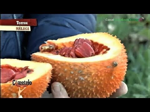 Cultivo y Cuidado de Frutales en M&aacute;laga