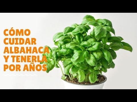 Frecuencia ideal de riego para la albahaca