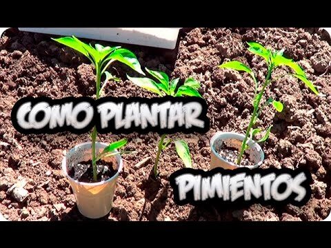 Optimizando la distancia para plantar pimientos