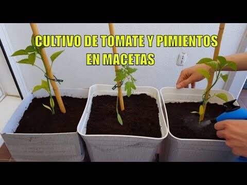 Mejor momento para plantar tomates y pimientos