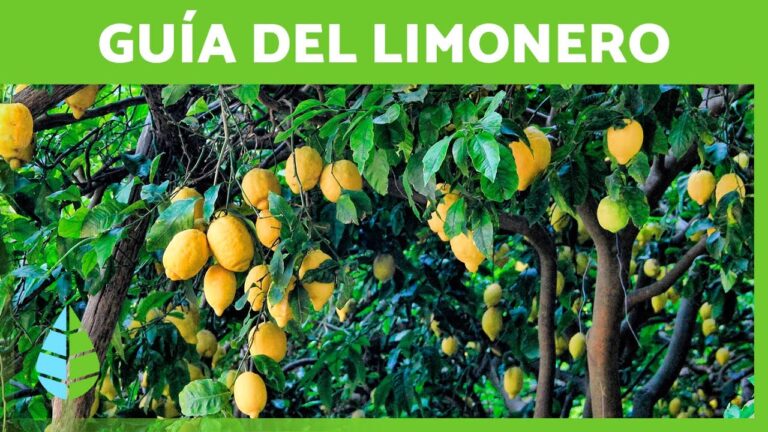 Consejos de cuidado para tu limonero