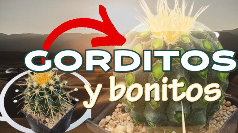 Trucos para quitar espinas de cactus fácilmente