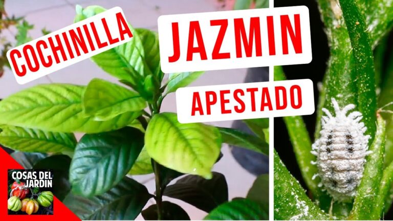 Remedios caseros para combatir las plagas del jazmín
