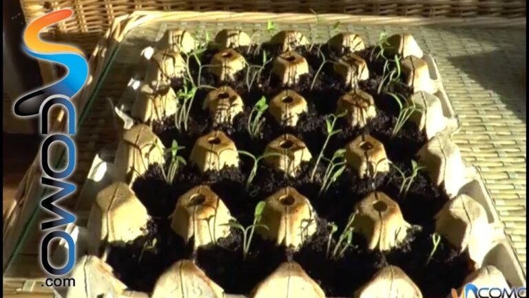 Tiempo de germinaci&oacute;n de semillas de tomate