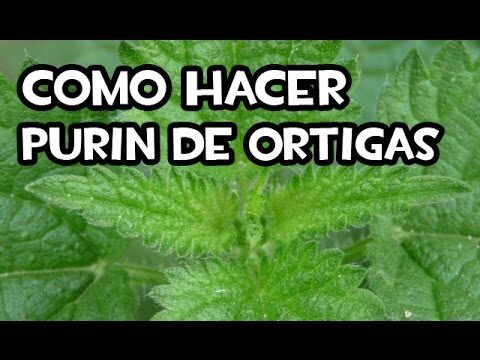 C&oacute;mo hacer pur&iacute;n de ortigas: gu&iacute;a paso a paso