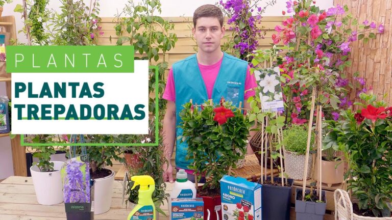 Plantas trepadoras resistentes al sol: guía de selección