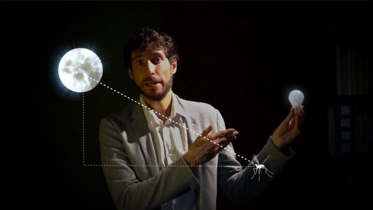 El misterio de por qué los bichos van a la luz