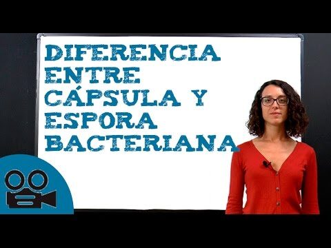 Definici&oacute;n de Esporas: Conceptos Clave y Funciones