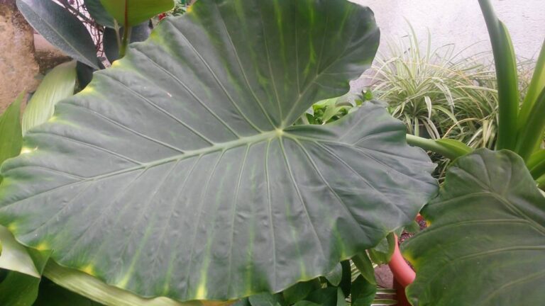 Consejos para el cuidado de la Alocasia Tipi