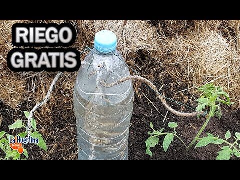 Riego por Goteo Eficiente con Garrafas de Agua