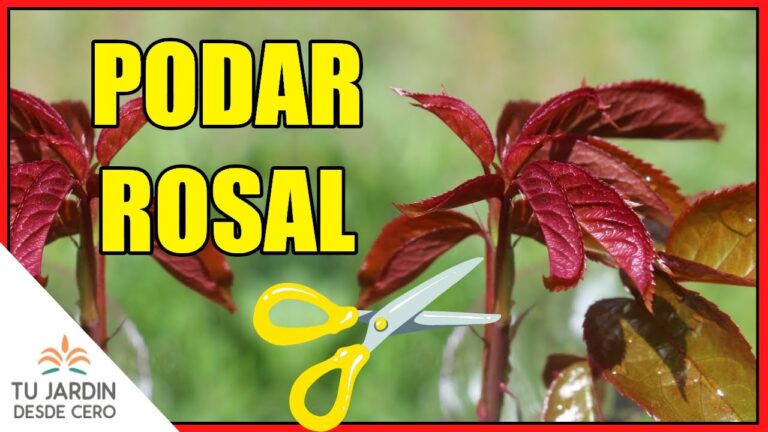 Guía para podar rosales en invierno