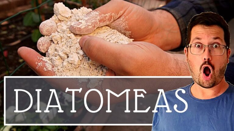 Beneficios de la tierra de diatomeas: Usos y propiedades