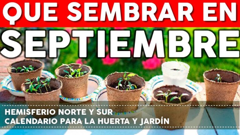 Cultivos Ideales para Sembrar en Septiembre en el Huerto