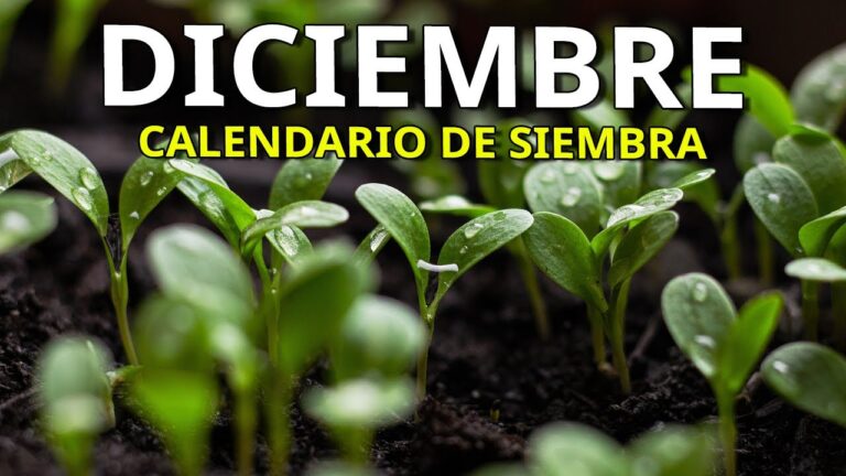 Qué flores plantar en diciembre: Guía de jardinería