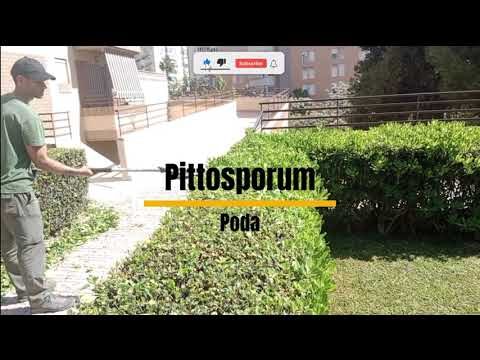 Guía de Poda Ornamental en Alicante