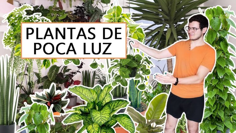 Plantas ideales para interiores con poca luz