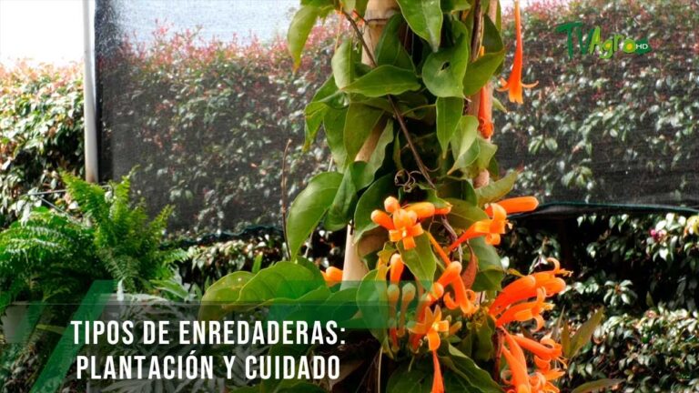 Guía completa sobre qué son las enredaderas