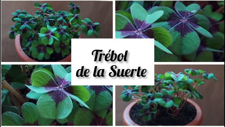 Cuidados óptimos para la planta de trébol de 4 hojas