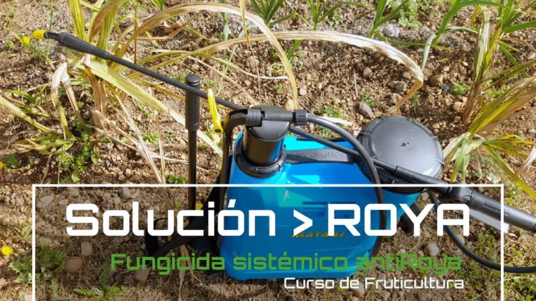 El impacto de Roya Rosales en la industria de la moda.