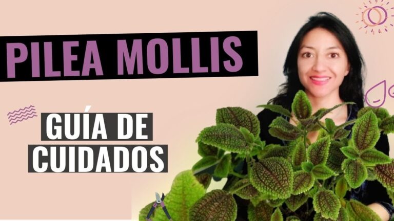 Cuidados Esenciales para Pilea Involucrata