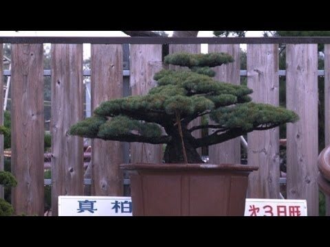Guía para cuidar un árbol pequeño japonés