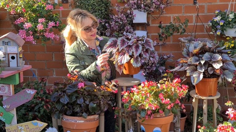 Guía para la Floración Óptima de las Begonias Rex