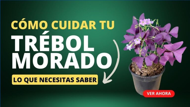 Problemas comunes de Oxalis Triangularis