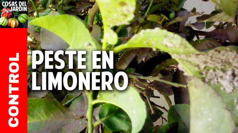 Cómo combatir la mosca blanca en los limoneros