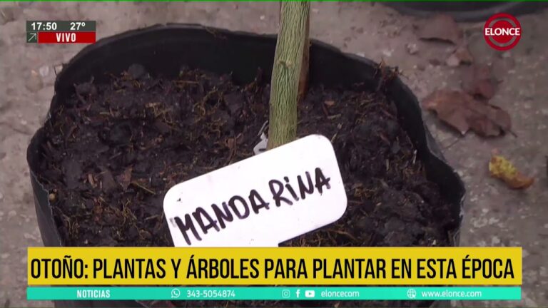 5 árboles frutales ideales para plantar en otoño