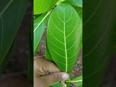 Beneficios de las hojas en el medio ambiente