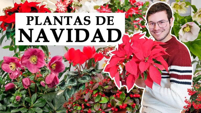 Plantas Navideñas: Guía para Decorar con Elegancia