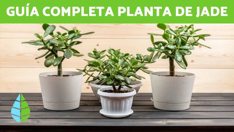 Guía para el cuidado de las plantas de jade